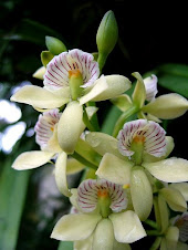 Ahh, Orchids how beautiful you are...