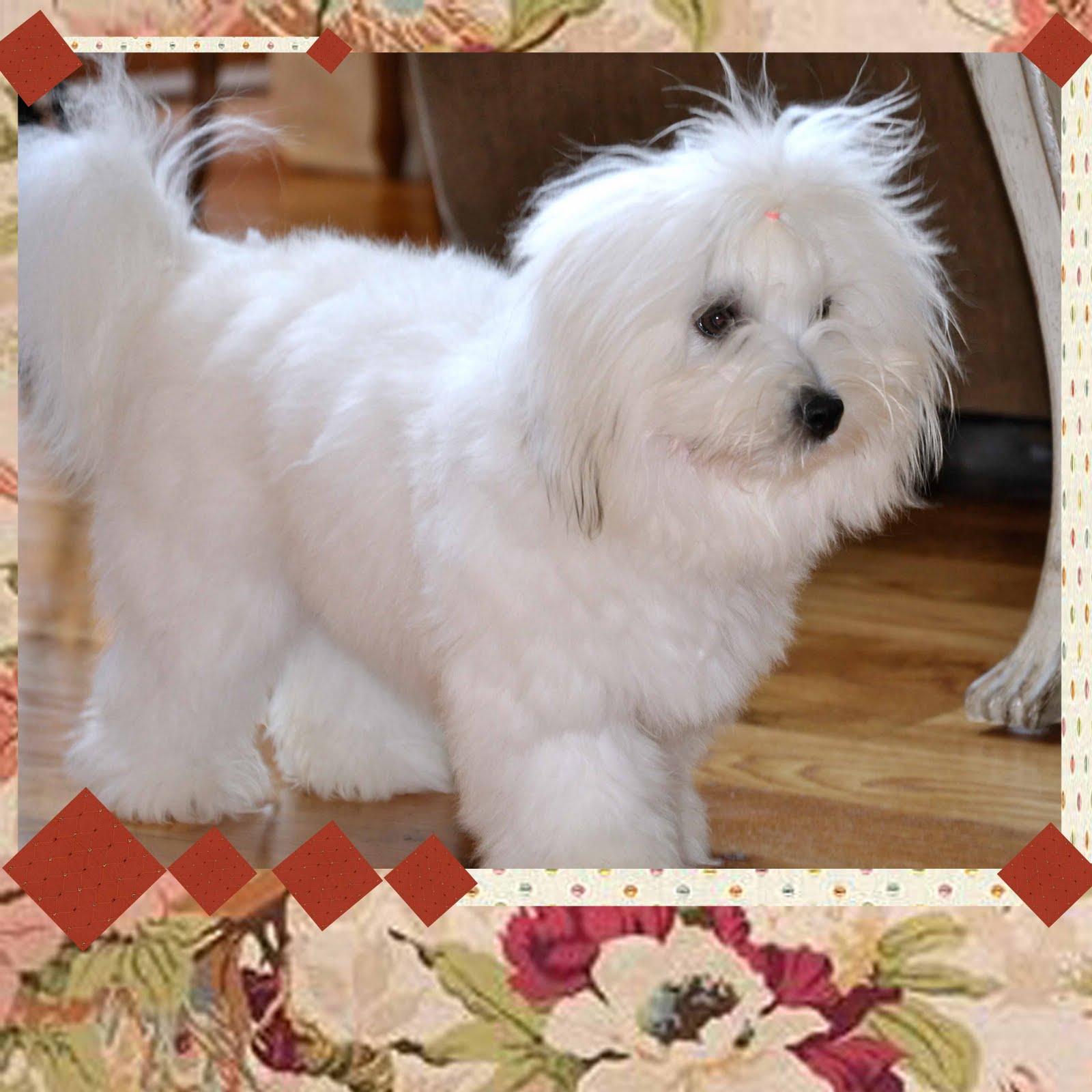 Coton de Tulear(Coton puppies) at Snowflower Cotons the Coton de