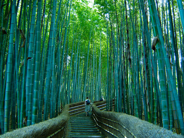 2007, bamboo, Cris Cordio, forest, Japan, Kyoto, Sagano, travel