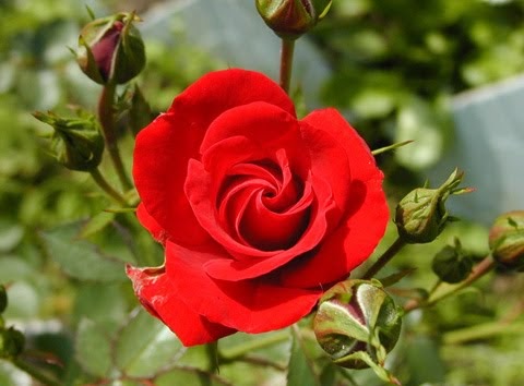 Klasifikasi dan Morfologi Bunga Mawar 