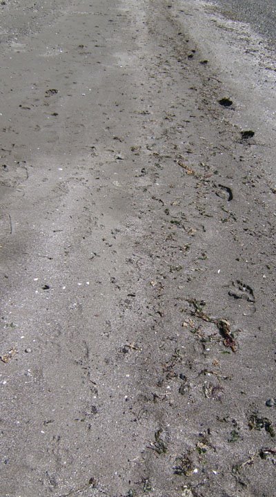 [footprints.jpg]