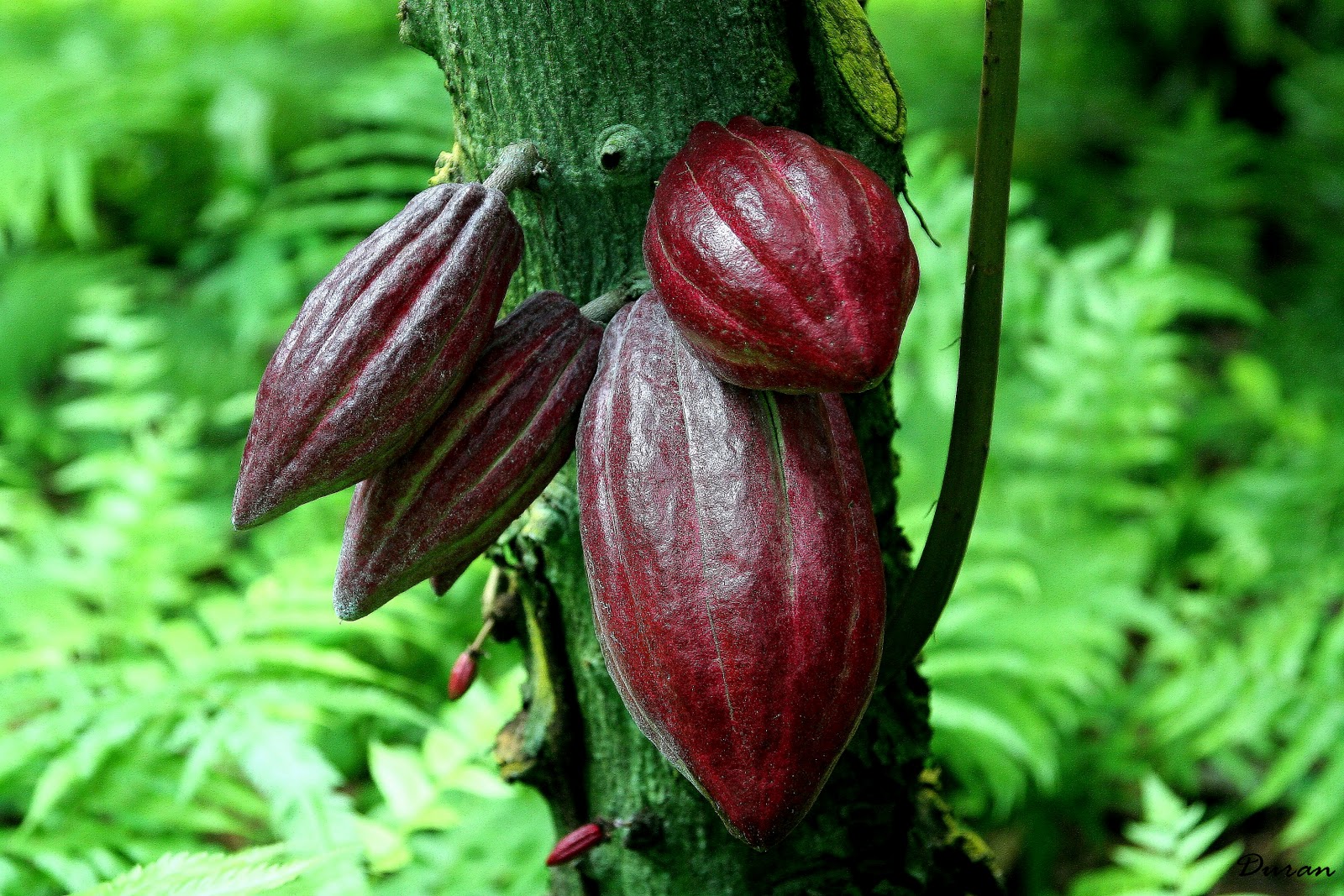 Fotografias Toni Duran El arbol y el fruto del cacao, de aqui sale el