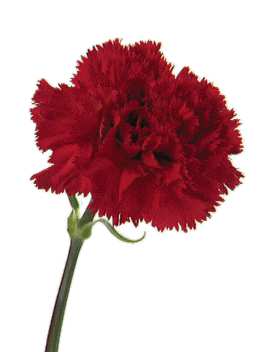 Natureza em sua Casa: O cravo