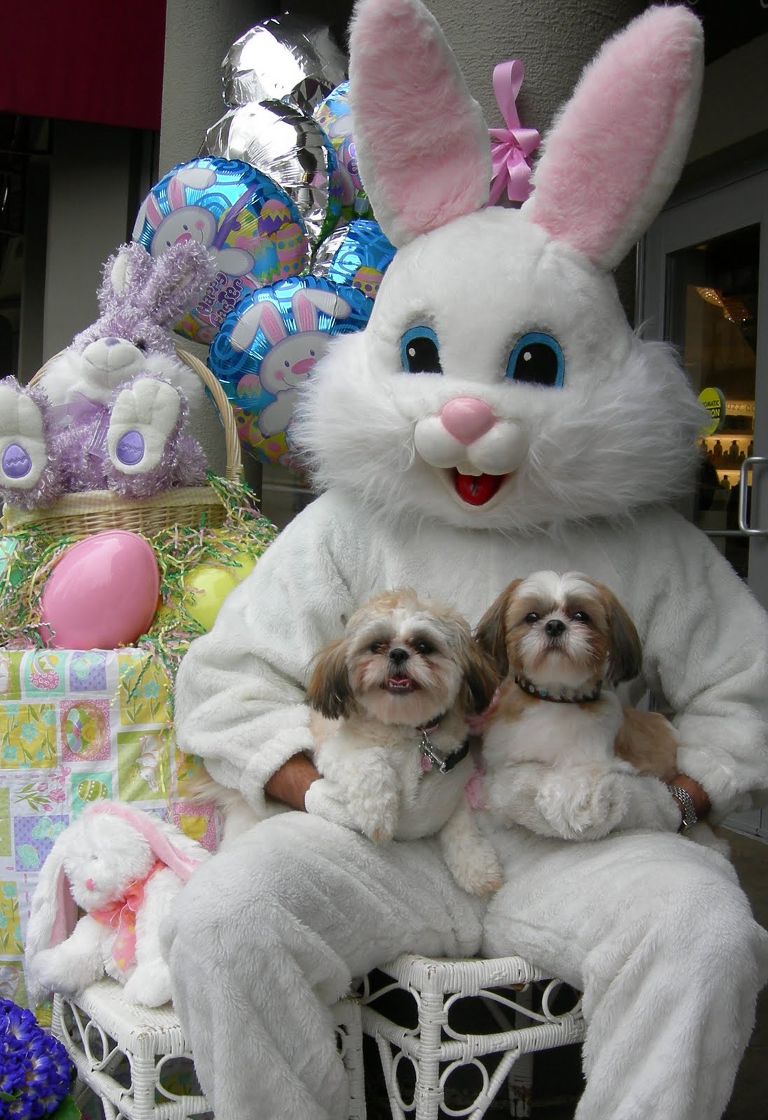 Juicy Dog Couture: Easter Bunny Dogs