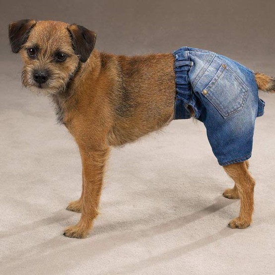 Dogs Wearing Jeans