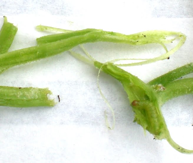 A Kitchen Garden in Kihei Maui Pickleworms in Cucurbits