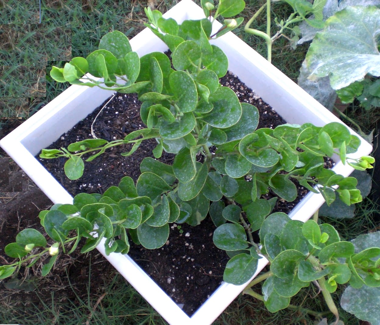 A Kitchen Garden in Kihei Maui Growing Capers in Kihei