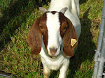 Essie, Our Sometimes Dumn But Very Funny Boer Doe