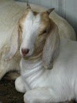 Gracie, Our Quiet Spirited Baby Girl Born To Essie