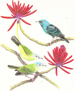 Birds of Brazil