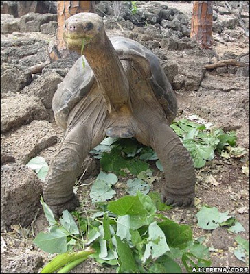 Galapagos turtle ninja