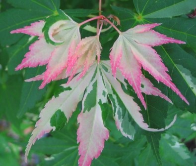Grafted Orido Nishiki Japanese Maple
