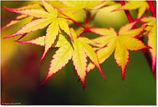 Coral Bark Japanese Maple