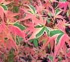 Beni Schichihenge Japanese Maple