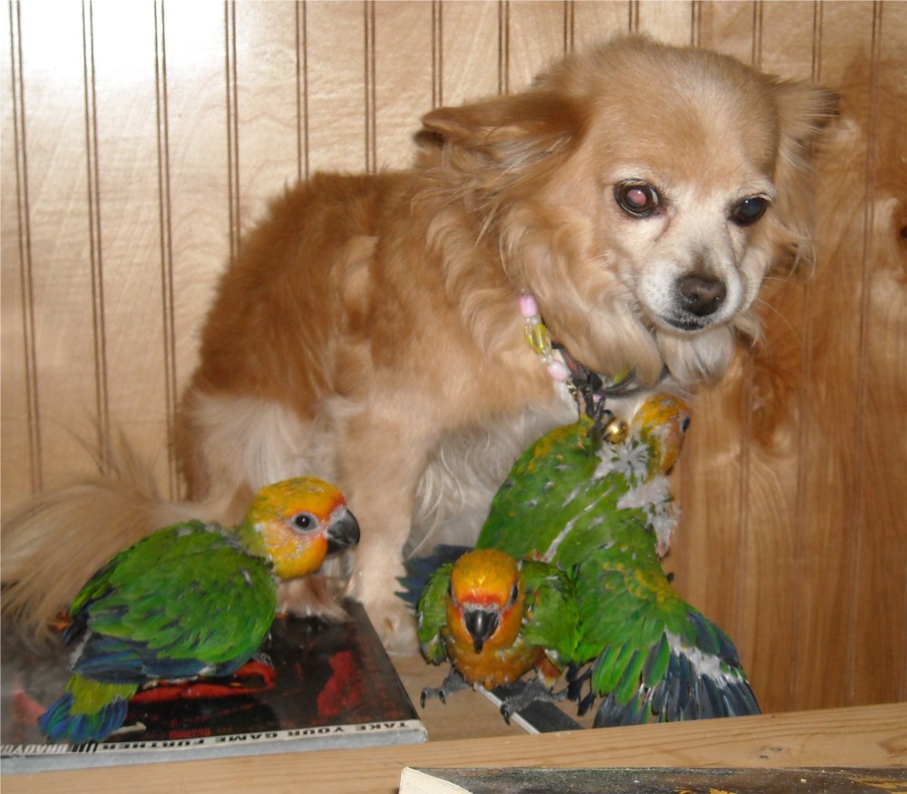 Staring at Birds and Goats: Staring at Birds - Jenday Conures