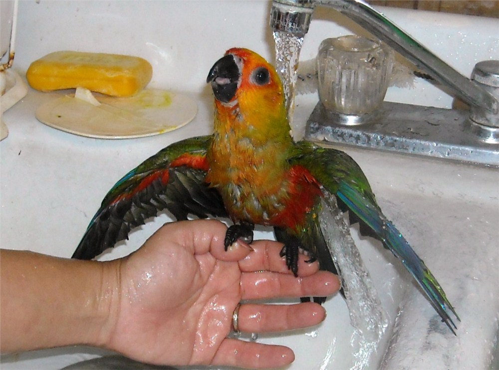 Staring at Birds and Goats: Staring at Birds - Jenday Conures