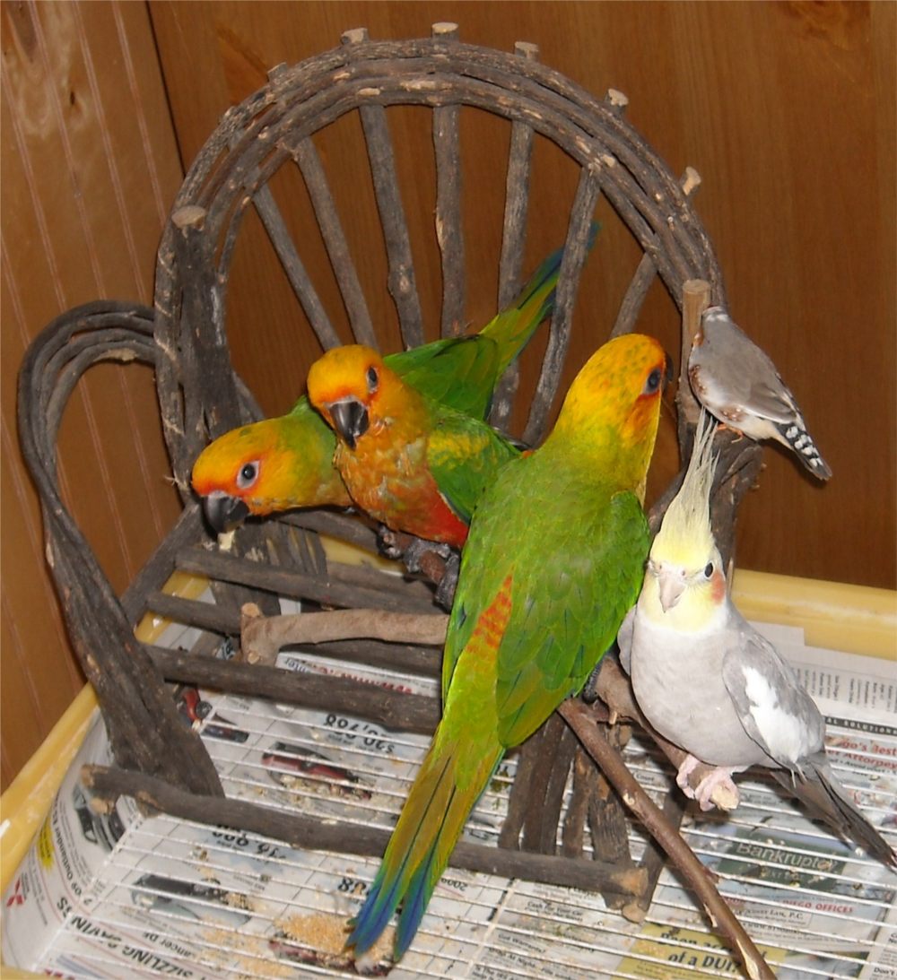 Staring at Birds and Goats: Staring at Birds - Jenday Conures