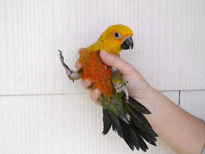 Staring at Birds and Goats: Staring at Birds - Jenday Conures