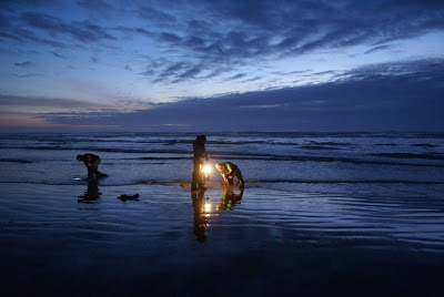 Three people digging clams during a low tide on a beach in Washington state.