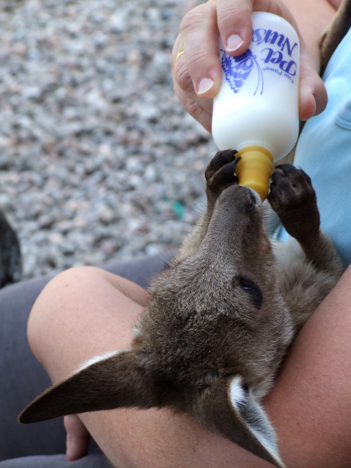 Naturally Carol Stu the Kangaroo...