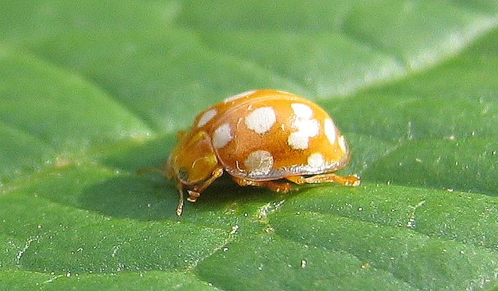 [orange_coccinelle-1.jpg]