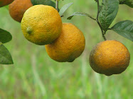 Limón-mandarina