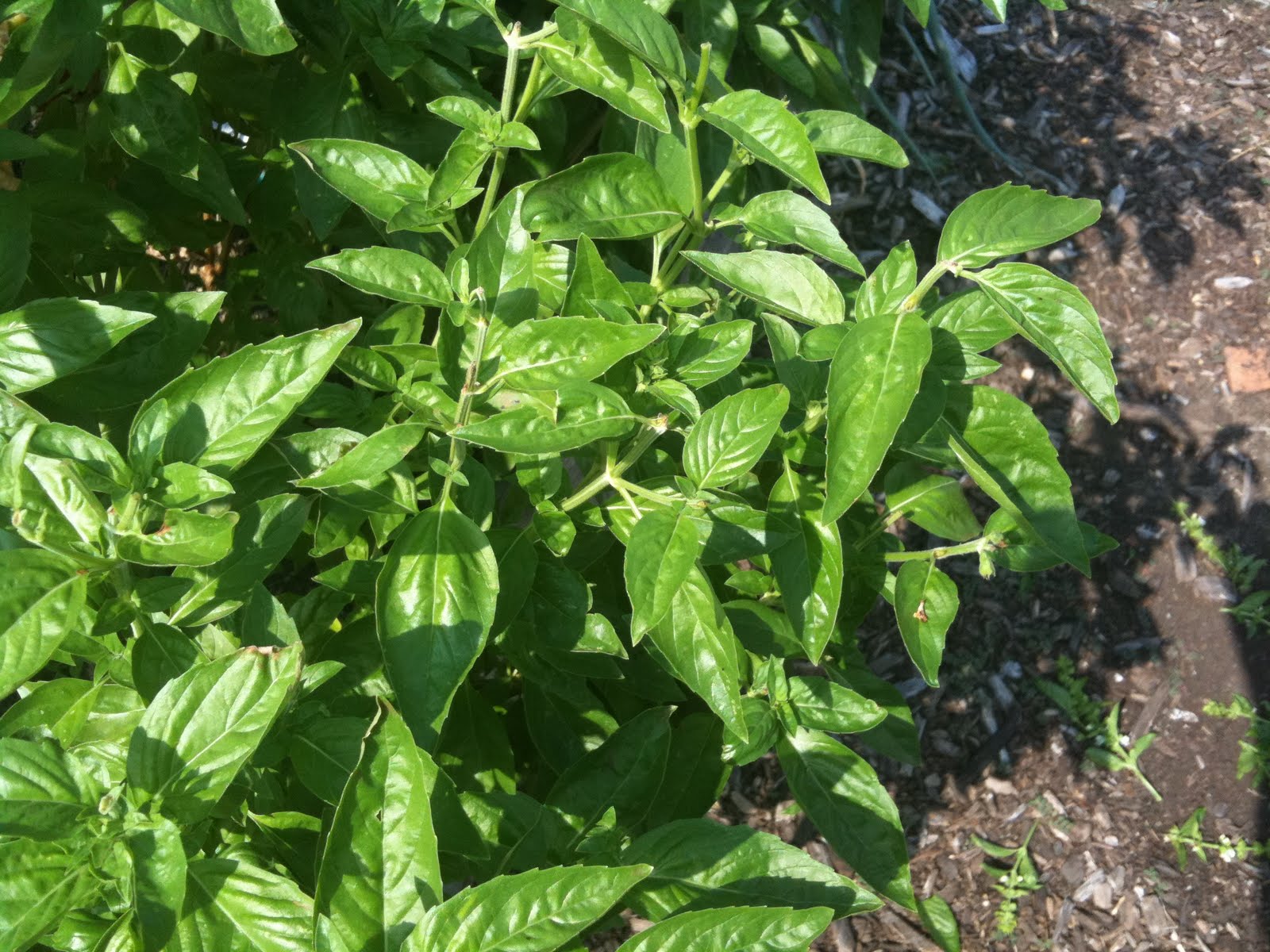 Inspired Content In the Garden Deadheading Basil