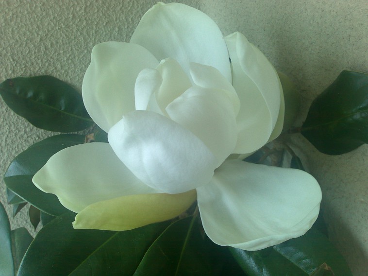[magnolia1-26mai2008.jpg]