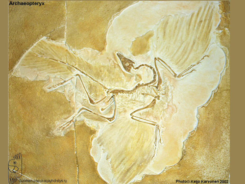 [archaeopteryx.jpg]