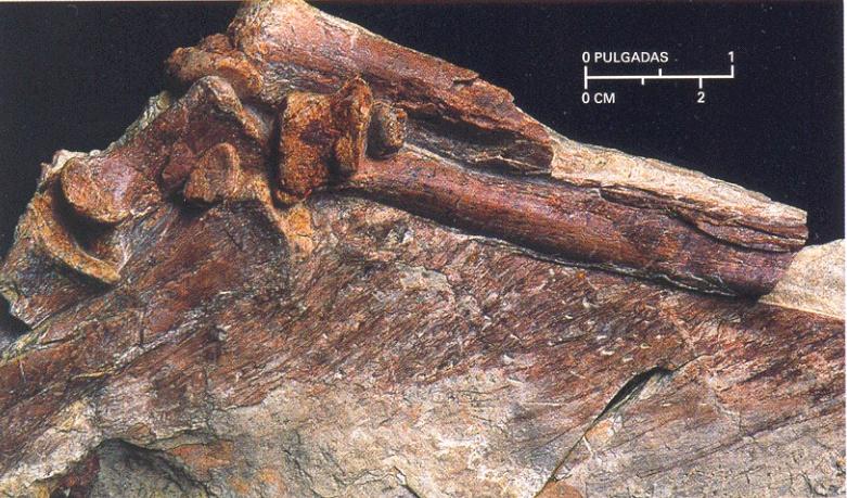 [Beipiaosaurus+inexpectatus+fossil.JPG]