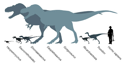 Carnivorous Dinosaurs Size Chart Carnivorous Dinosaurs Size Chart ...