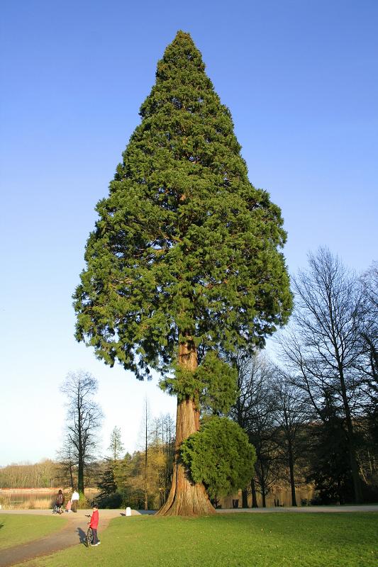 [Sequoiadendron+giganteum.jpg]
