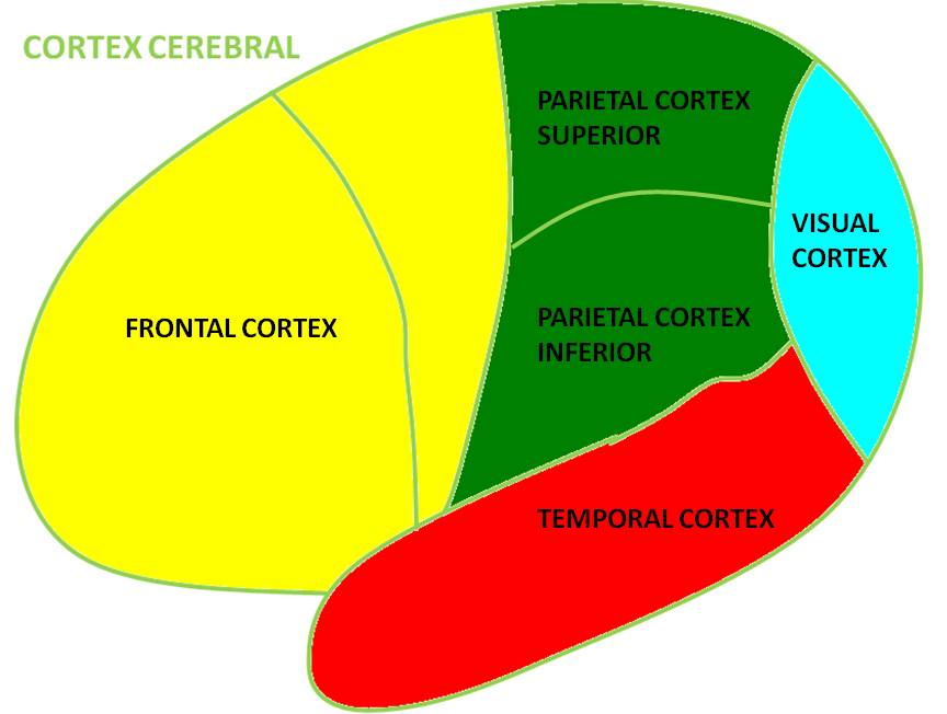 brain in action: Post#004 Regioes do cerebro e suas funcoes no ...