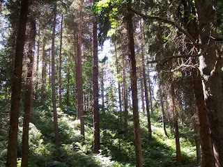 Chopwell Woods Chopwell Woods