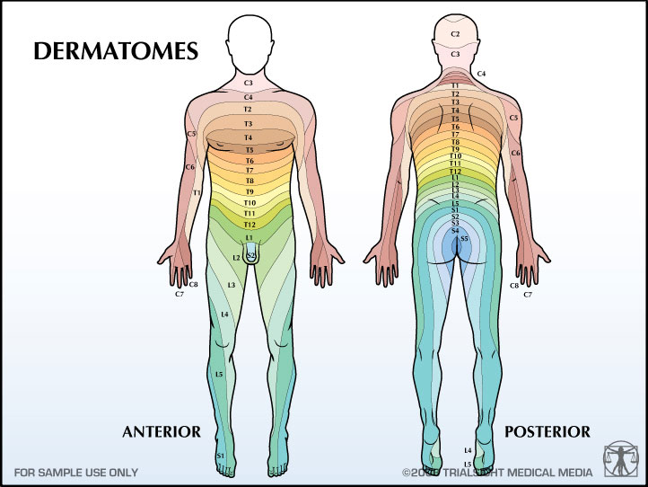 Phimaimedicine 536. Herpes zoster involve lumbar dermatome