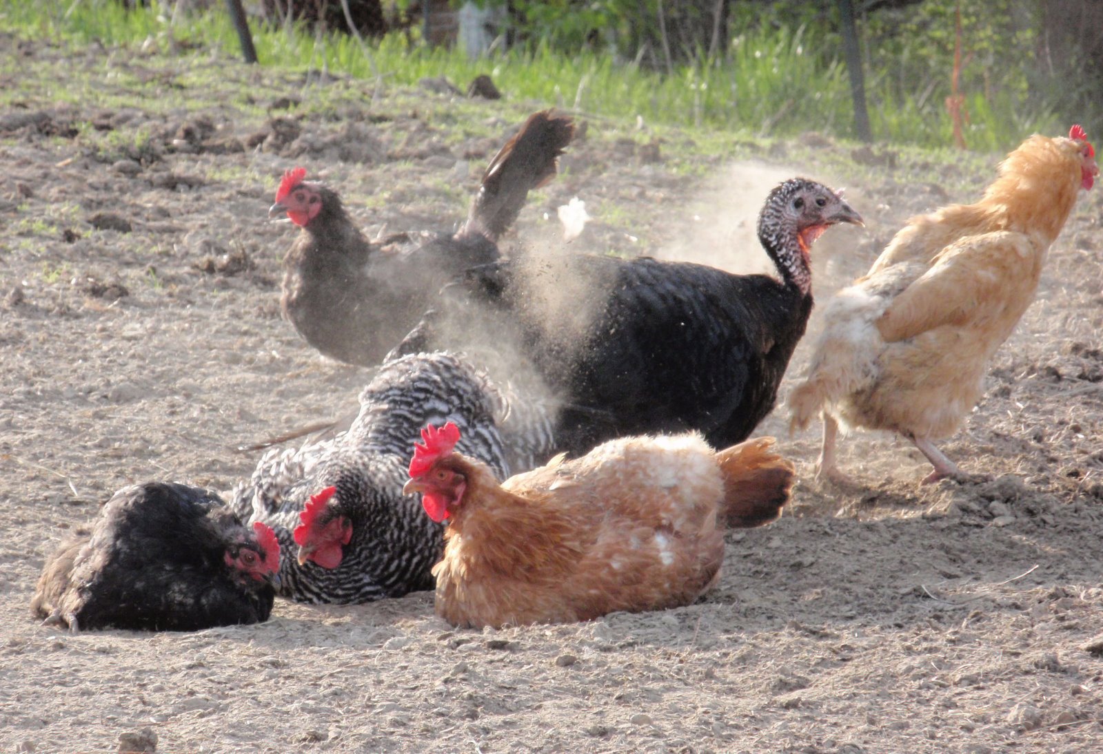 [Chickens+and+Turkey+Dust+Bath.jpg]