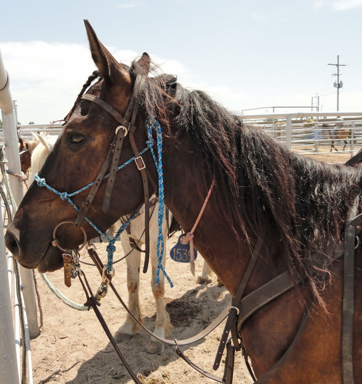 Mustang Dreams.... Hutchinson, KS Open House Part 2 Saving Horses
