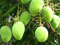 1214224140967_Mango_tree_.jpg