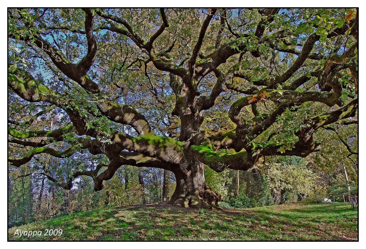 Alberi e dintorni La Quercia di Pinocchio