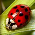 [ladybug.jpeg]