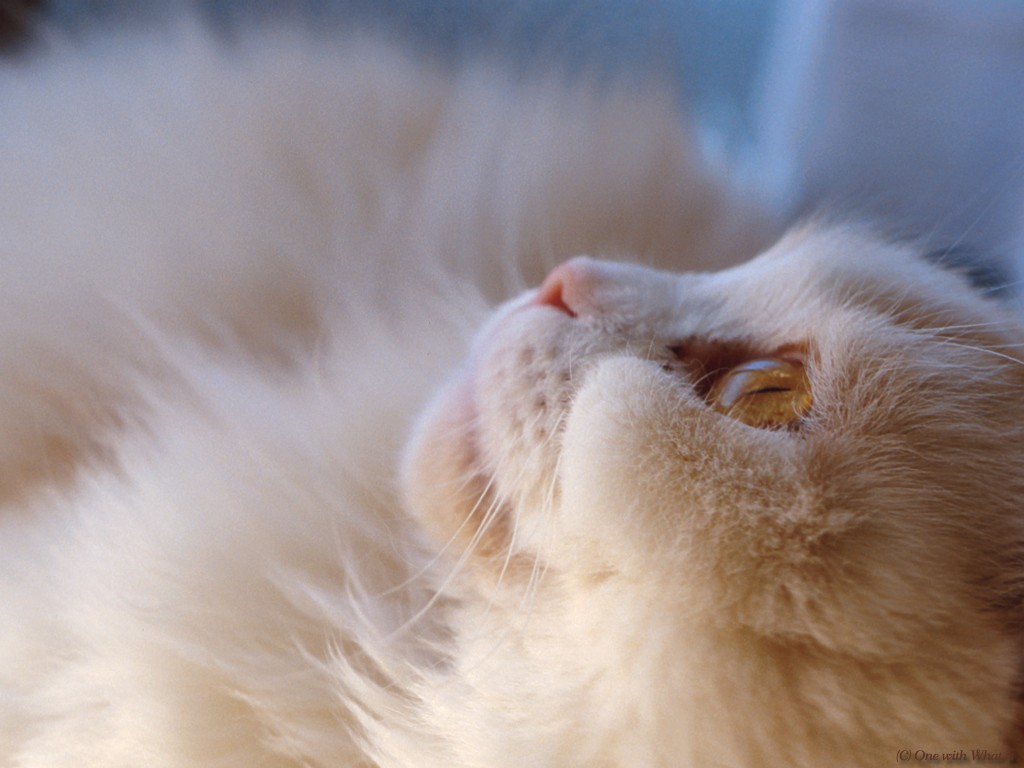 Cat Hair Air Purifier