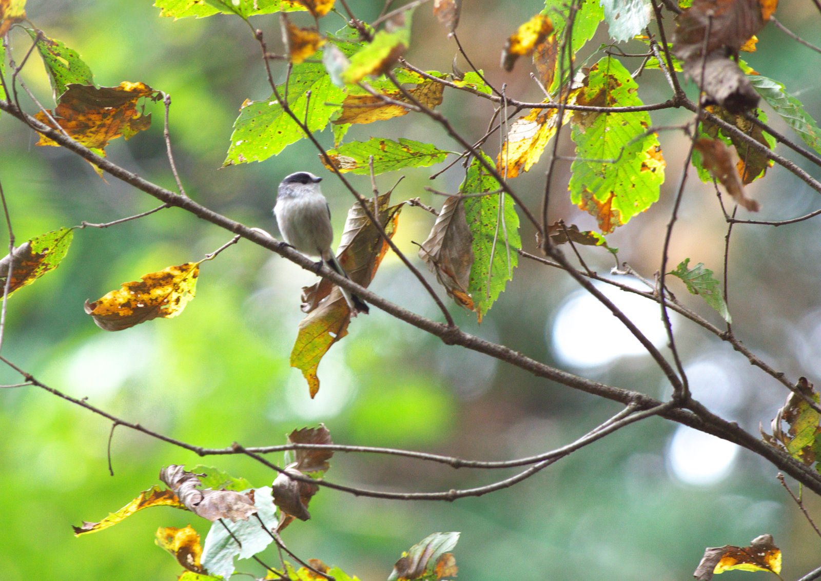 オオハシ 飲み込むとき、オオハシはその巨大なくちばしにより首を突然動かします。