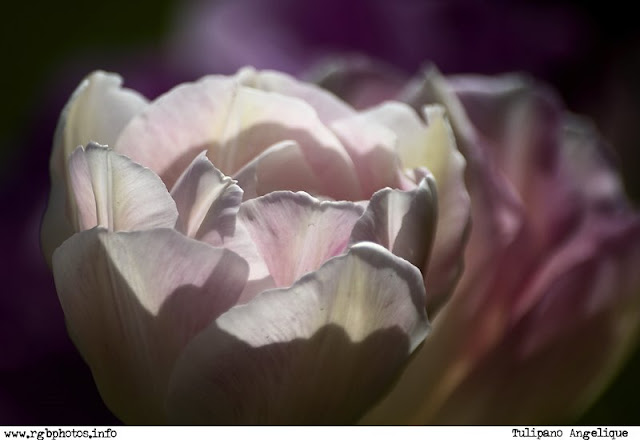 Fotografia di tulipano angèlique - Macchina fotografica Canon EOS 10d, ottica Sigma 70-300mm f/4-5.6 APO