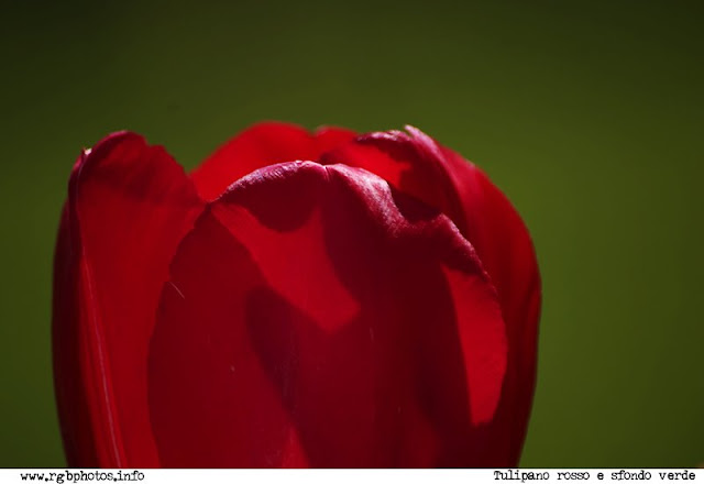 Fotografia di un tulipano rosso su sfondo verde