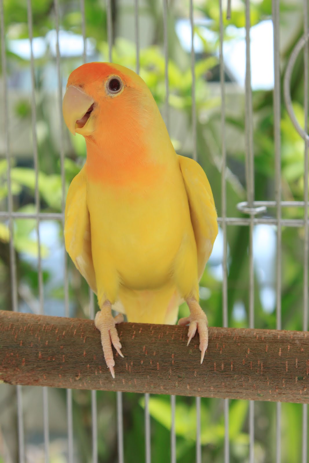 Watta Bird! OrangeFace American Lutino