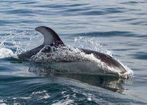 Biggest Ocean Animals Photos & Pictures, Images - Free Desktop Wallpaper