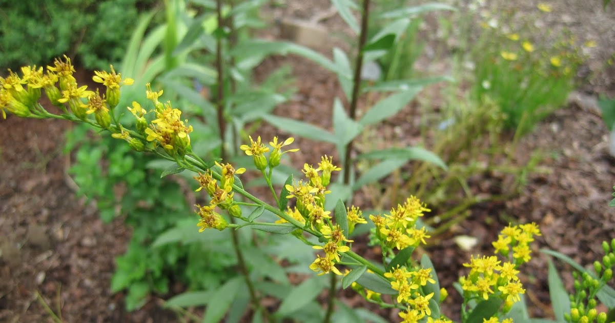Rare Goldenrod Blooms In My Garden Today