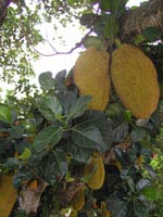 Tổng hợp Địa chỉ những cây ăn trái của người Việt ở Florida Tổng hợp Địa chỉ những cây ăn trái của người Việt ở Florida
