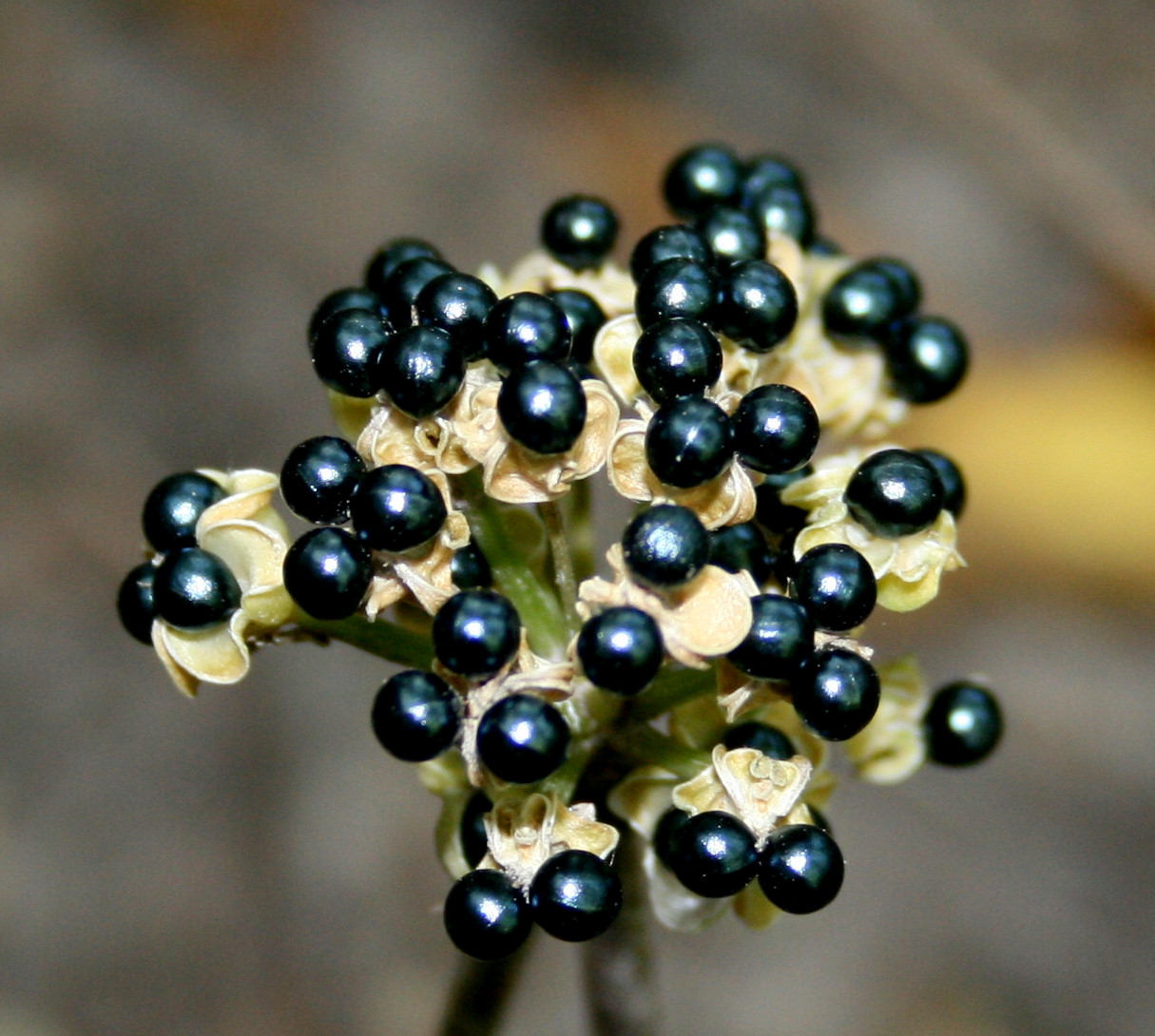 South Englishtown Gazette Of Ramps and Ramsons
