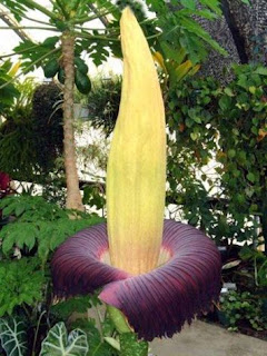 ... Titan Arum.jpg